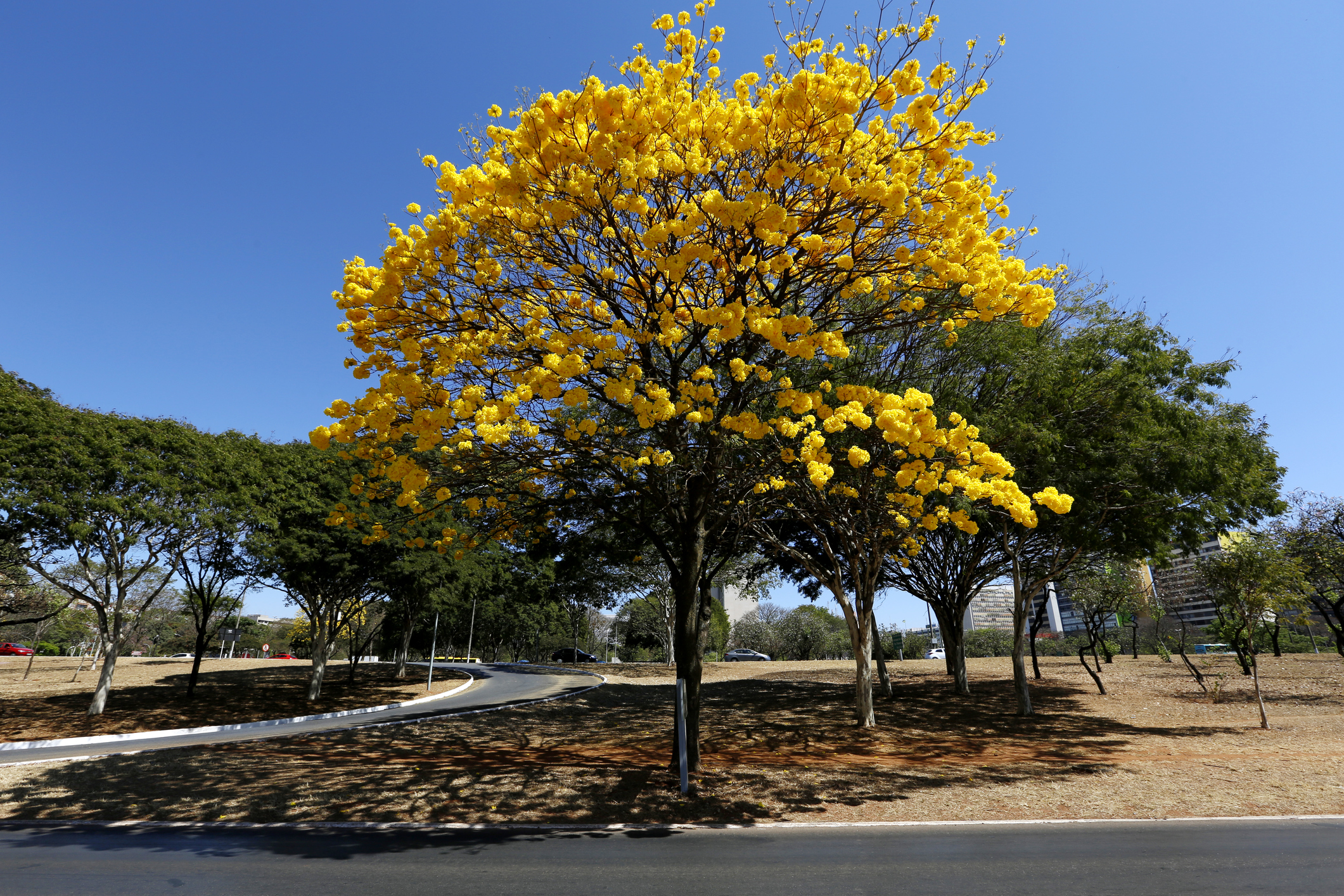 Ipê amarelo